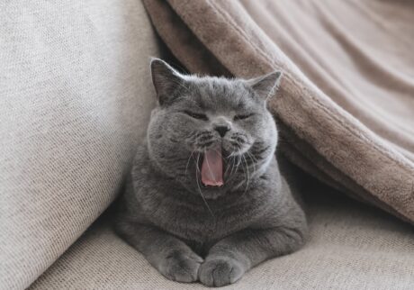 ヨガポーズ、マスターしませんか。ブリティッシュショートヘア ごまちゃん | おはようございます。ごまちゃんです。ぼくは自立したねこなので、飼い主さんの布団では寝ないんです。ねこベッドかねこハウス、あとはソファの上で気ままに寝ています。寒い季節は毛布もプラスして、ぬくぬくです。