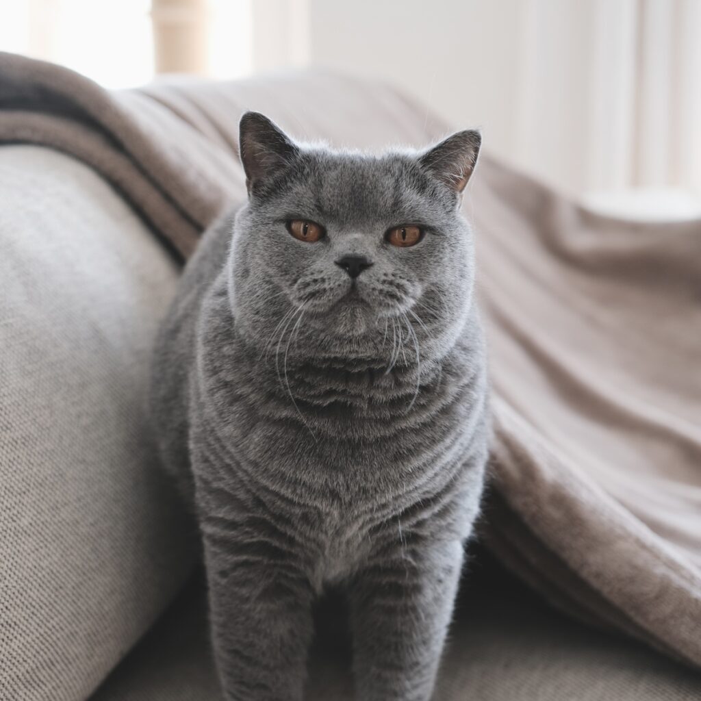 ヨガポーズ、マスターしませんか。ブリティッシュショートヘア ごまちゃん | 毛布から出て、背中を丸めて伸びーーー。これはヨガの「キャットアンドカウ」のねこのポーズ。ぼくは寝起きによくやっています。からだがほぐれて気持ちいいので、よかったら一緒にマスターしませんか。