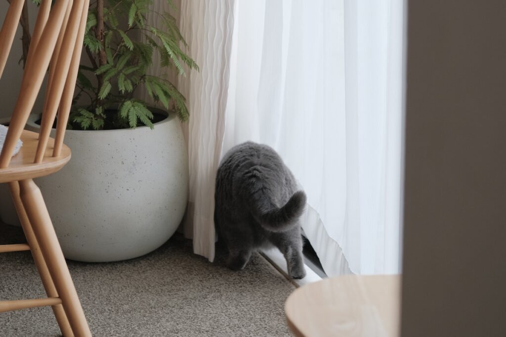 朝のルーティンは、こんな感じ。ブリティッシュショートヘア ごまちゃん | 今日は、ぼくの朝のルーティンをおしえてあげます。のんびり起きてごはんを食べたら、窓の近くで過ごします。カーテンが閉まっていても気にしません。くぐれば、ちゃんと向こう側の景色が見えるんです。