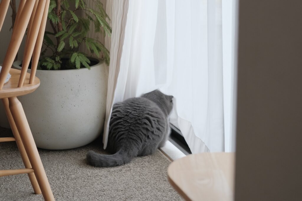 朝のルーティンは、こんな感じ。ブリティッシュショートヘア ごまちゃん | まずは窓の外をながめて、異常がないかをチェックします。うんうん、今日もとくに問題なし。風の音や人の足音を聞きながら、ぼくのパトロールは続きます。