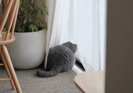 朝のルーティンは、こんな感じ。ブリティッシュショートヘア ごまちゃん | まずは窓の外をながめて、異常がないかをチェックします。うんうん、今日もとくに問題なし。風の音や人の足音を聞きながら、ぼくのパトロールは続きます。 朝のルーティンは、こんな感じ。ブリティッシュショートヘア ごまちゃん | まずは窓の外をながめて、異常がないかをチェックします。うんうん、今日もとくに問題なし。風の音や人の足音を聞きながら、ぼくのパトロールは続きます。