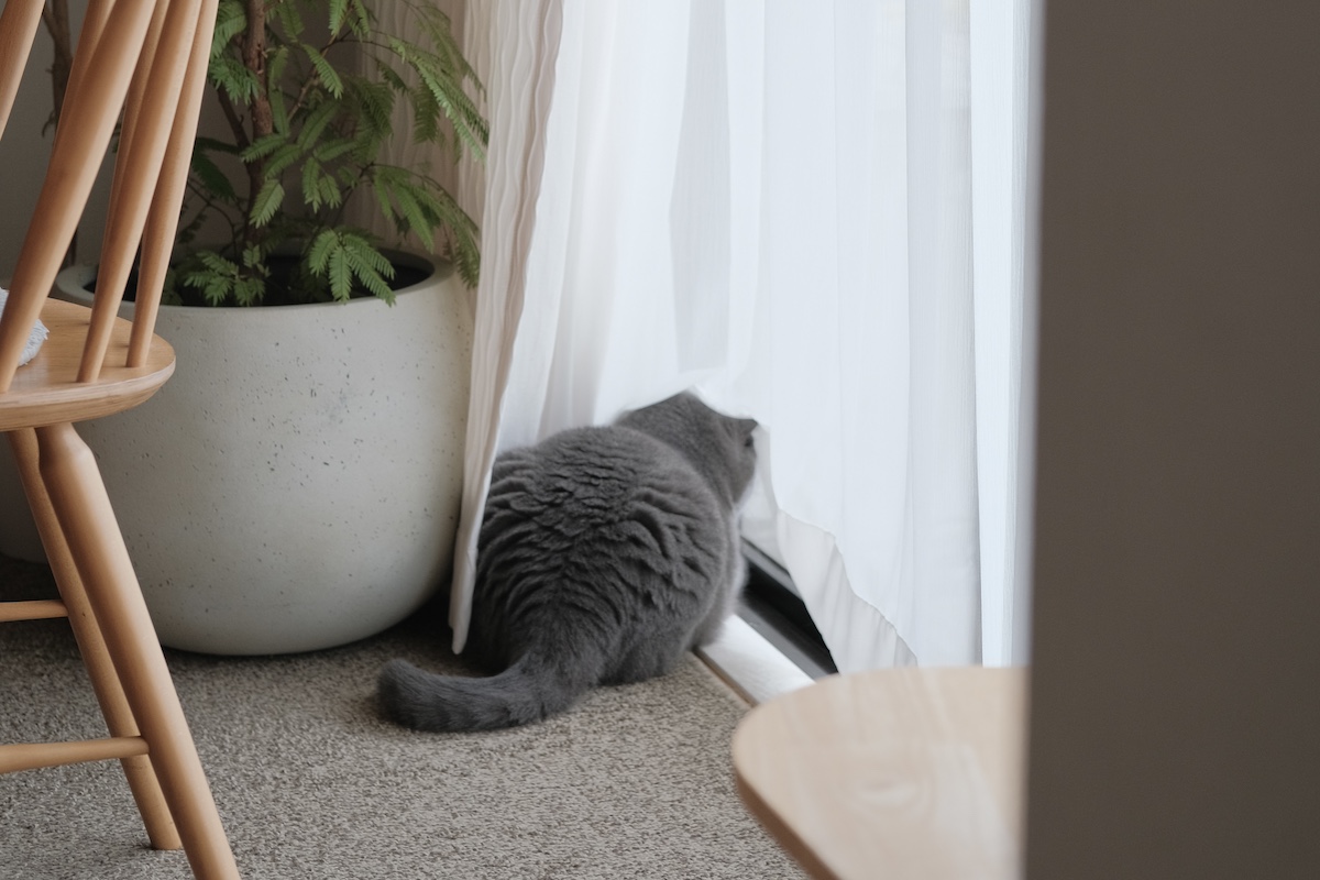 朝のルーティンは、こんな感じ。【ごまちゃん、今日も自由気まま。vol.3】