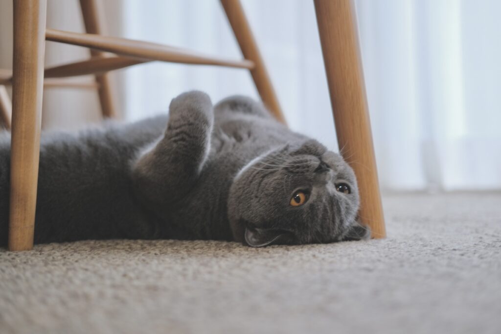 なにを考えてるでしょう?ブリティッシュショートヘア ごまちゃん | ごろんとしながら失礼します、ごまちゃんです。ねこはよく寝る子と言われますが、寝ることはぼくのお仕事のひとつ。キリッとした顔をしていると、飼い主さんに「なにか考えているの?」と聞かれるけれど、なにも考えていないのは内緒です。 なにを考えてるでしょう?ブリティッシュショートヘア ごまちゃん | ごろんとしながら失礼します、ごまちゃんです。ねこはよく寝る子と言われますが、寝ることはぼくのお仕事のひとつ。キリッとした顔をしていると、飼い主さんに「なにか考えているの?」と聞かれるけれど、なにも考えていないのは内緒です。