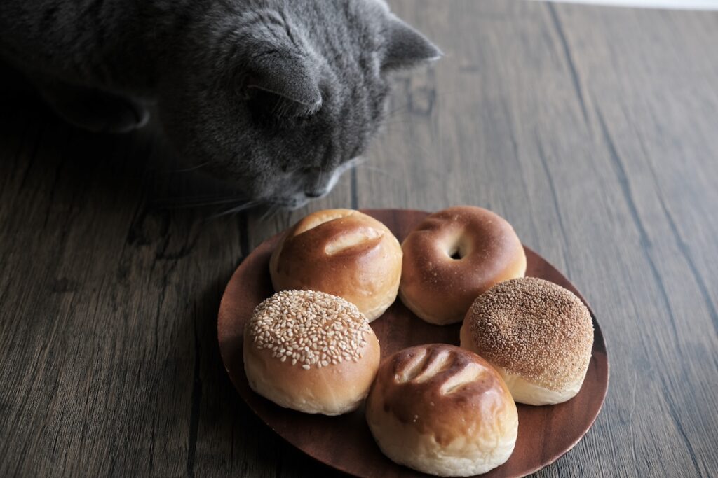 クリームパンではありません。ブリティッシュショートヘア ごまちゃん | 買ってきたパンもいいですね。丸かったり、つぶつぶが付いていたり、形もいろいろ。ぼくは食べられないので、見た目とにおいだけ楽しみます。
