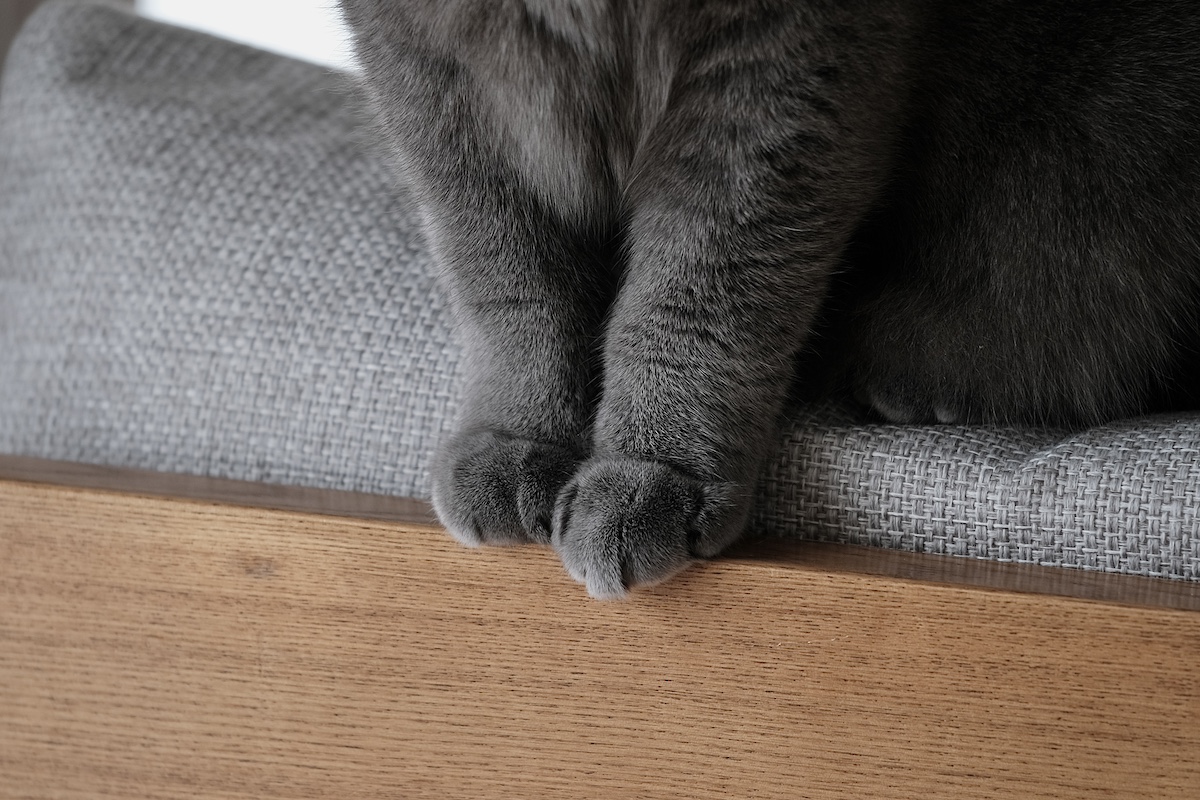 クリームパンではありません。【ごまちゃん、今日も自由気まま。vol.5】