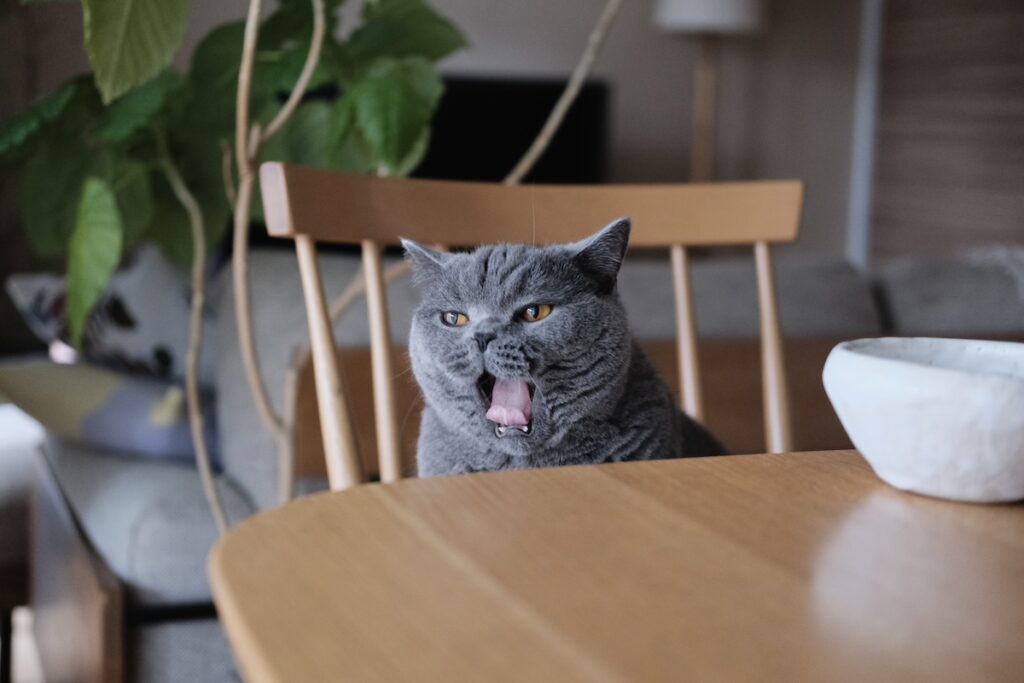 ハッピーサタデー。癒やしをお届け。ブリティッシュショートヘア ごまちゃん | ハッピーサタデー。今日はお休みですか、それともお仕事ですか。仕事初めの一週間、本当におつかれさまでした。がんばった人には、ぼくからの癒やしをどうぞ。ここでのんびりしていってくださいね。ぼくも、くつろいでいます。 ハッピーサタデー。癒やしをお届け。ブリティッシュショートヘア ごまちゃん | ハッピーサタデー。今日はお休みですか、それともお仕事ですか。仕事初めの一週間、本当におつかれさまでした。がんばった人には、ぼくからの癒やしをどうぞ。ここでのんびりしていってくださいね。ぼくも、くつろいでいます。