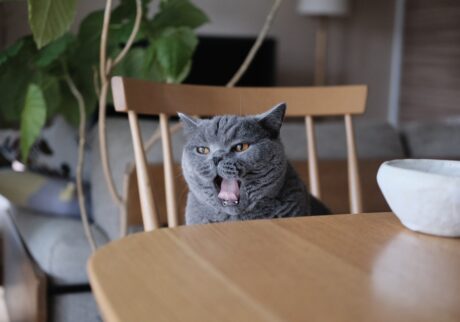 ハッピーサタデー。癒やしをお届け。ブリティッシュショートヘア ごまちゃん | ハッピーサタデー。今日はお休みですか、それともお仕事ですか。仕事初めの一週間、本当におつかれさまでした。がんばった人には、ぼくからの癒やしをどうぞ。ここでのんびりしていってくださいね。ぼくも、くつろいでいます。 ハッピーサタデー。癒やしをお届け。ブリティッシュショートヘア ごまちゃん | ハッピーサタデー。今日はお休みですか、それともお仕事ですか。仕事初めの一週間、本当におつかれさまでした。がんばった人には、ぼくからの癒やしをどうぞ。ここでのんびりしていってくださいね。ぼくも、くつろいでいます。