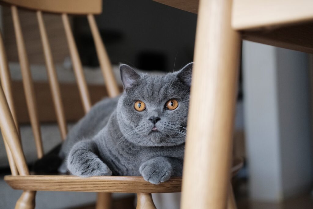 ハッピーサタデー。癒やしをお届け。ブリティッシュショートヘア ごまちゃん | あれ? もう行っちゃうんですか。ごろごろしたり、お昼寝したり、そんな日があってもいいと思うんですけどね。 ハッピーサタデー。癒やしをお届け。ブリティッシュショートヘア ごまちゃん | あれ? もう行っちゃうんですか。ごろごろしたり、お昼寝したり、そんな日があってもいいと思うんですけどね。