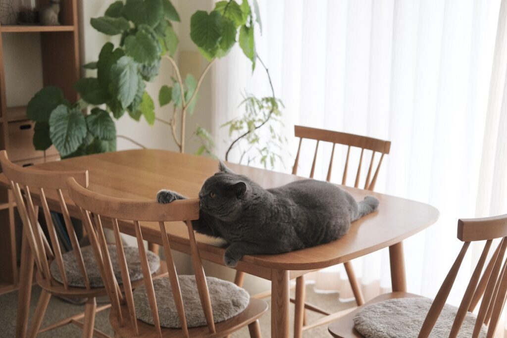 ぼくの特等席はこちら。ブリティッシュショートヘア ごまちゃん | テーブルの上は、ぼくの特等席。上がっても怒られなくて、むしろ喜ばれているみたいです。椅子の背もたれに手をかけて、のんびりくつろぐのがお気に入り。今日ものびのび、いい気分。