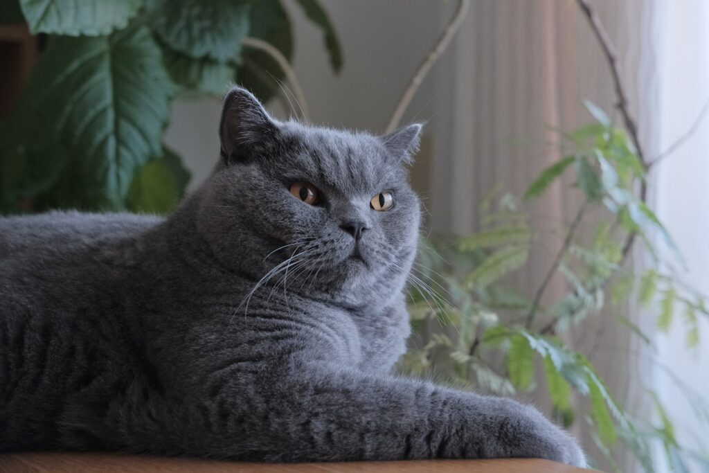 ぼくの特等席はこちら。ブリティッシュショートヘア ごまちゃん | 冬の日差しが差し込むと、ぽかぽかあったか。逆光の中でキリッとしてみたら、ちょっと映画のポスターみたいになりました。