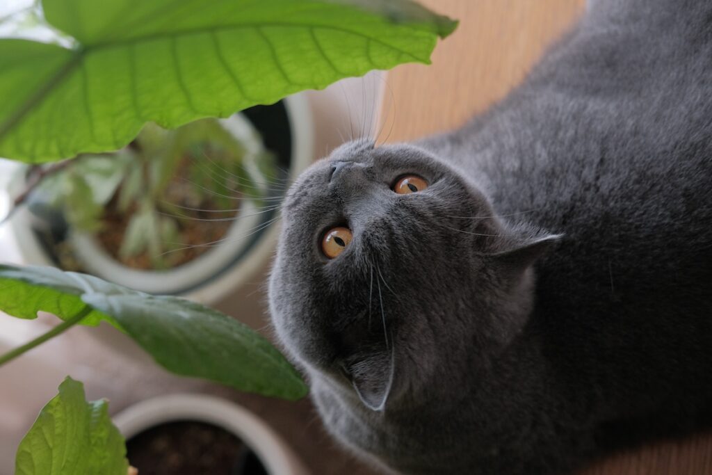 ぼくの特等席はこちら。ブリティッシュショートヘア ごまちゃん | ウンベラータとエバーフレッシュは、ぼくの友達。じつは毎日こっそり健康チェックをしています。葉っぱや枝をかじらないのが、ぼくのえらいところです。