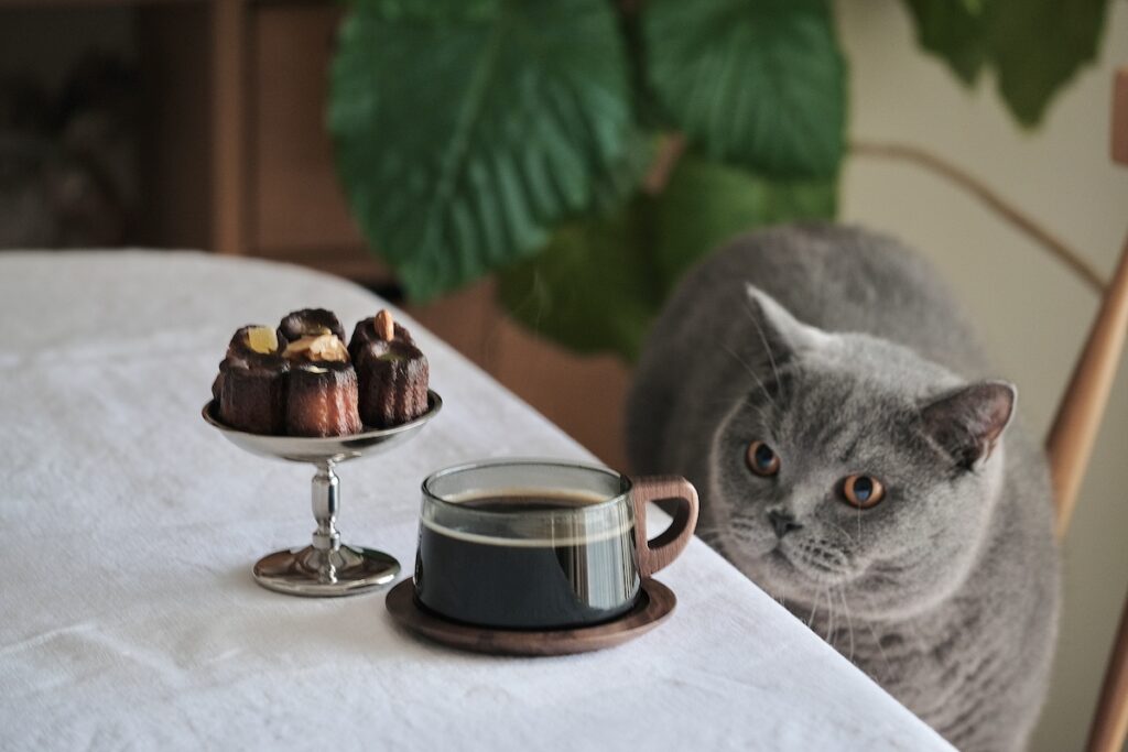 ぼくの特等席はこちら。ブリティッシュショートヘア ごまちゃん | 冬のコーヒータイムはいいですね。カヌレとコーヒー。湯気がゆらゆらして、つい目で追ってしまいます。ぼくのじゃないけれど、香りだけいただいて、「ほう……、なるほど」と知った顔をしておきます。