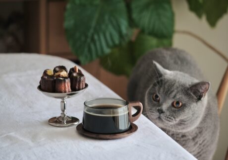 ぼくの特等席はこちら。ブリティッシュショートヘア ごまちゃん | 冬のコーヒータイムはいいですね。カヌレとコーヒー。湯気がゆらゆらして、つい目で追ってしまいます。ぼくのじゃないけれど、香りだけいただいて、「ほう……、なるほど」と知った顔をしておきます。