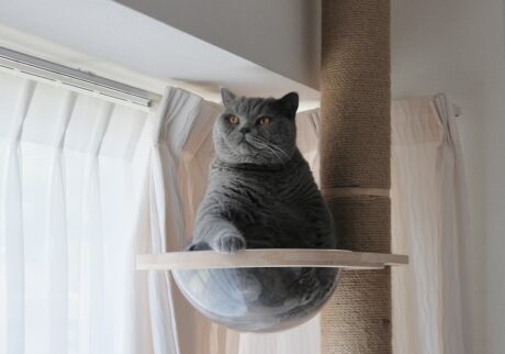 ただいま交信中。ブリティッシュショートヘア ごまちゃん | お気に入りのキャットタワー。高いところにのぼると、窓の外も部屋の中も見渡せます。落ち着くので、つい長居してしまいます。