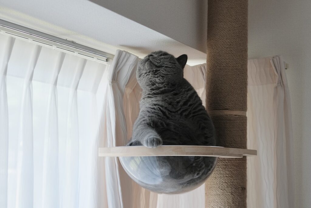 ただいま交信中。ブリティッシュショートヘア ごまちゃん | 宇宙船みたいな透明ボウルに入って、ただいま交信中。こちら、ごまちゃん。こちらは今日も異常なし。