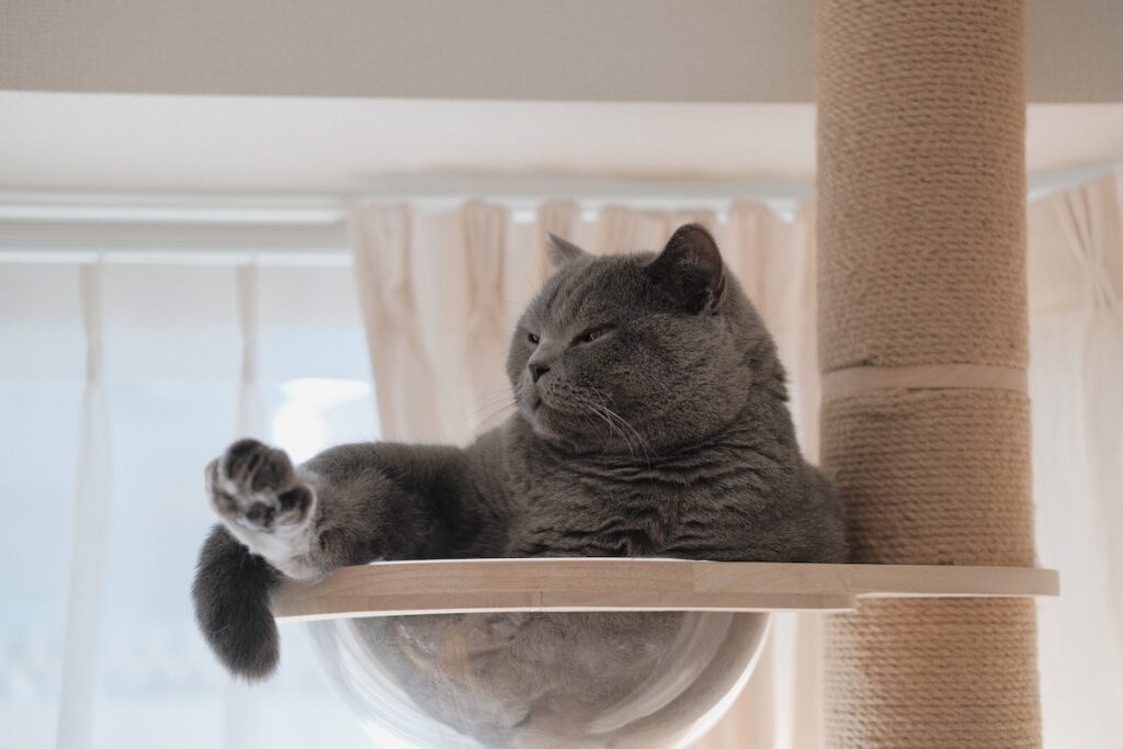 ただいま交信中。ブリティッシュショートヘア ごまちゃん | うとうと、ひと休み。ちょうど体が丸くなって、ぴったりフィットがいい気分。ねこは液体なんて言われることもありますが、ぼくもこうしてボウルの中にとろけます。