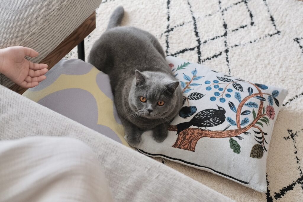 ベッド、温めておきましたよ。ブリティッシュショートヘア ごまちゃん | ソファでうたた寝している人を見つけて、ぼくはそっと隣で見守り係。風邪をひかないように、お布団をかけてあげたい気持ちです。 ベッド、温めておきましたよ。ブリティッシュショートヘア ごまちゃん | ソファでうたた寝している人を見つけて、ぼくはそっと隣で見守り係。風邪をひかないように、お布団をかけてあげたい気持ちです。