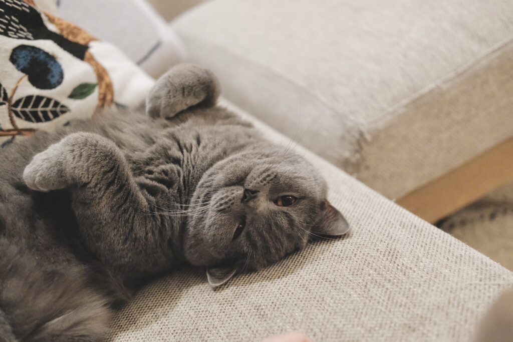 ベッド、温めておきましたよ。ブリティッシュショートヘア ごまちゃん | あったかいと冬でもへそてん。お腹、なでてもいいですよ。お腹を見せるのは信頼の証。でも、なですぎると逃げちゃうかもしれないので、ほどほどでお願いします。 ベッド、温めておきましたよ。ブリティッシュショートヘア ごまちゃん | あったかいと冬でもへそてん。お腹、なでてもいいですよ。お腹を見せるのは信頼の証。でも、なですぎると逃げちゃうかもしれないので、ほどほどでお願いします。