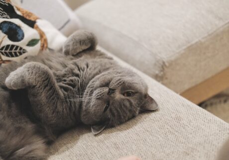 ベッド、温めておきましたよ。ブリティッシュショートヘア ごまちゃん | あったかいと冬でもへそてん。お腹、なでてもいいですよ。お腹を見せるのは信頼の証。でも、なですぎると逃げちゃうかもしれないので、ほどほどでお願いします。