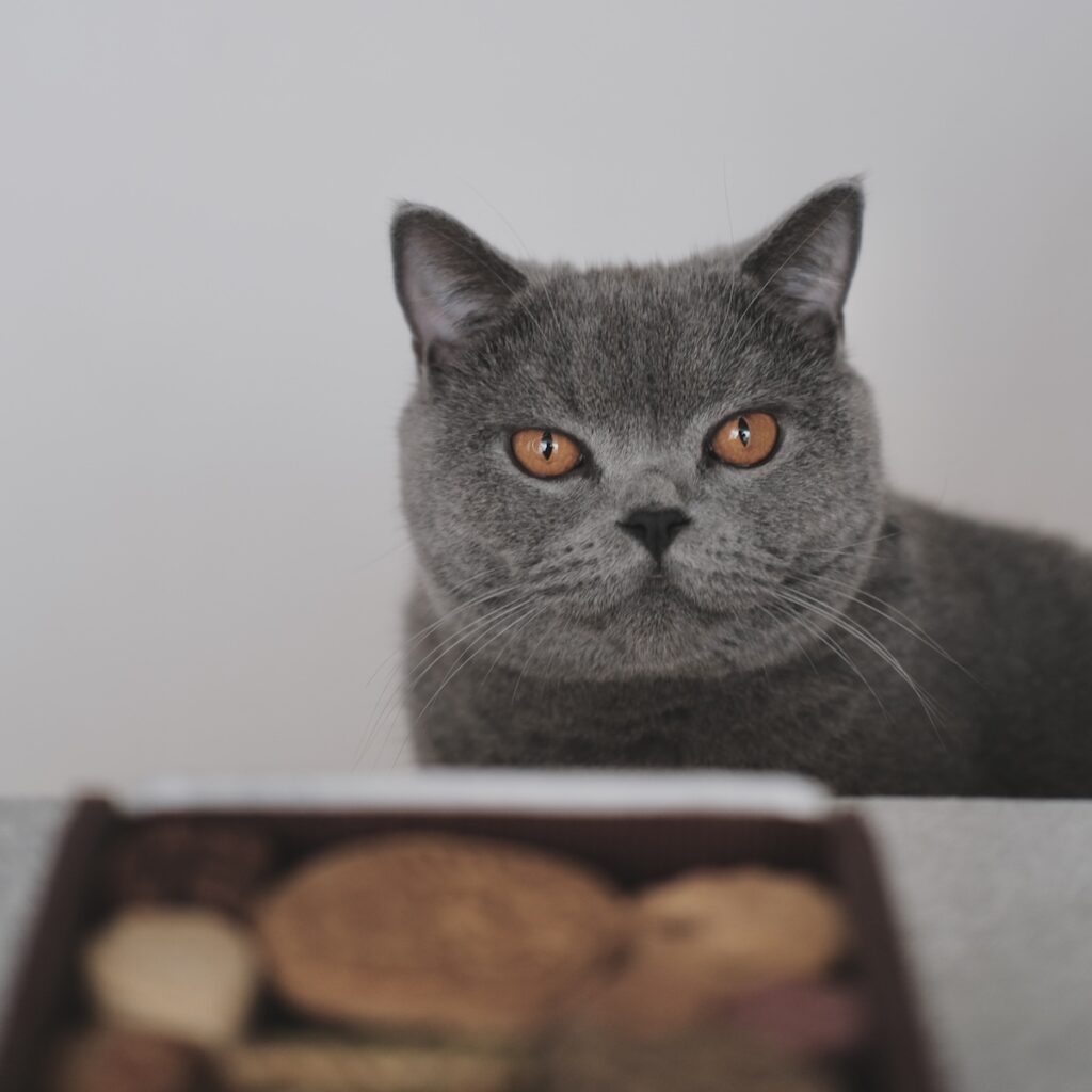 相思相愛なんです。ブリティッシュショートヘア ごまちゃん | テーブルの向かいにちょこん。一緒にお茶しませんか。特別なことは話せないけれど、見つめているだけで少し気持ちがほぐれるといいなぁと思っています。