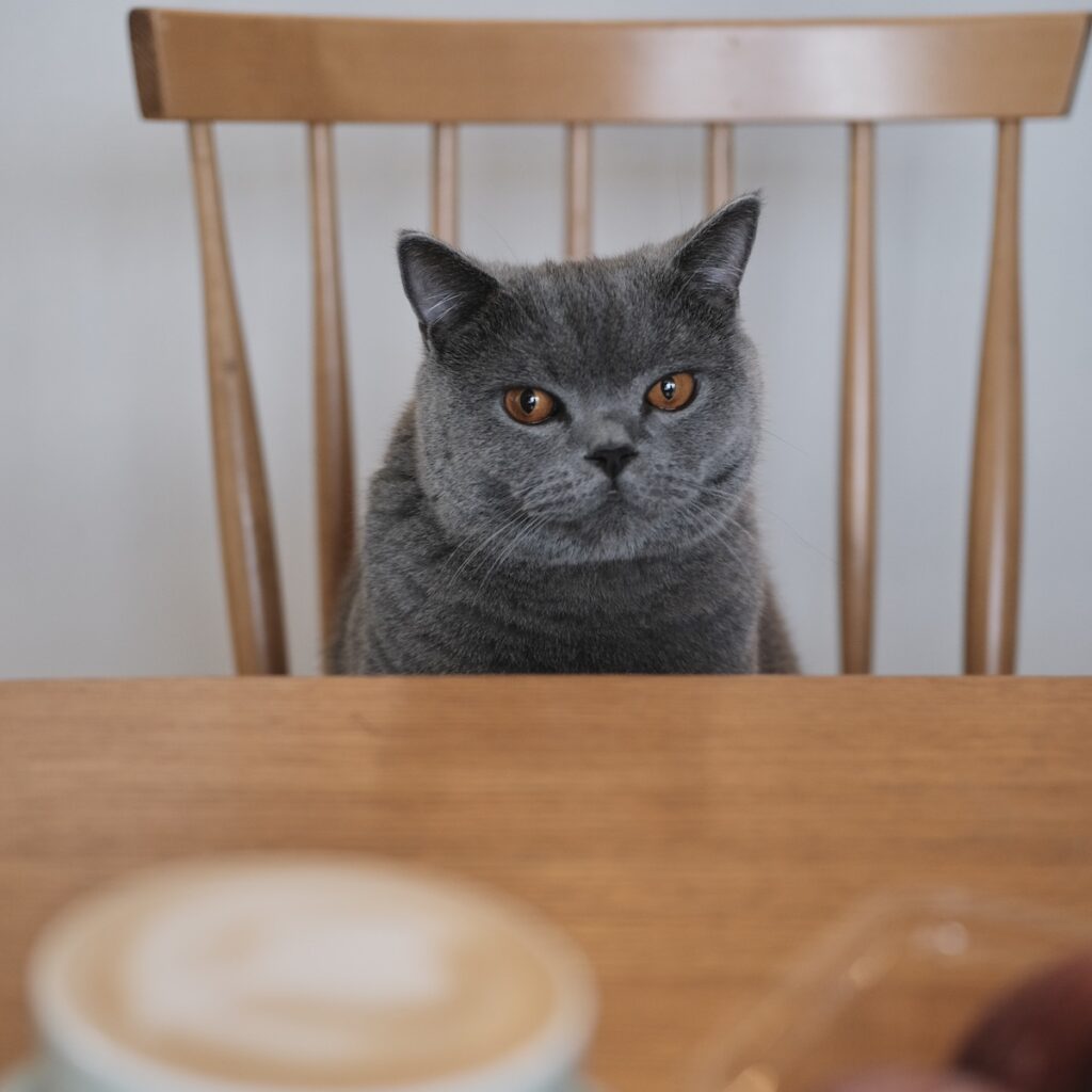 相思相愛なんです。ブリティッシュショートヘア ごまちゃん | コーヒーはちょっと大人のにおいだけど、なんだか落ち着く香りです。じっと見つめてみても、ぼくのじゃないのは分かっています。