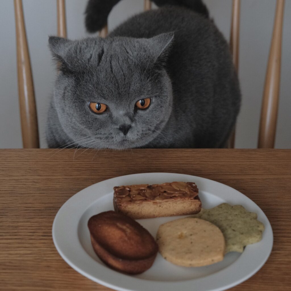 相思相愛なんです。ブリティッシュショートヘア ごまちゃん | ぼくのおやつを待ちながら、お皿の上をじーっと観察。動くわけでもないのに、つい目が離せません。もしかして一個だけ、ねこ用が混ざっていたりしないかな。