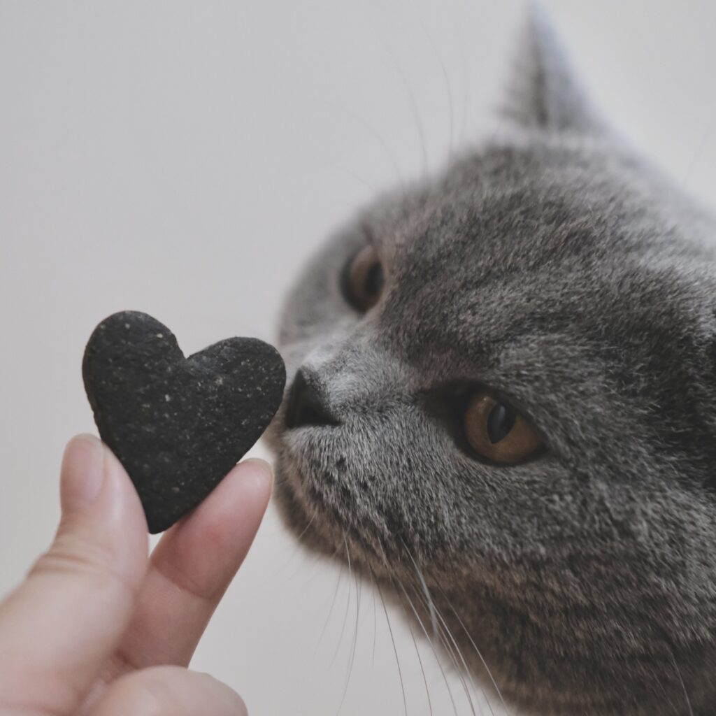 相思相愛なんです。ブリティッシュショートヘア ごまちゃん | ハートのクッキーもくんくん。いいにおいだけ、いただきます。飼い主さんはぼくのことが大好きみたい。ぼくの考えは分かりにくいかもしれないけれど、だいたい同じ気持ちです。