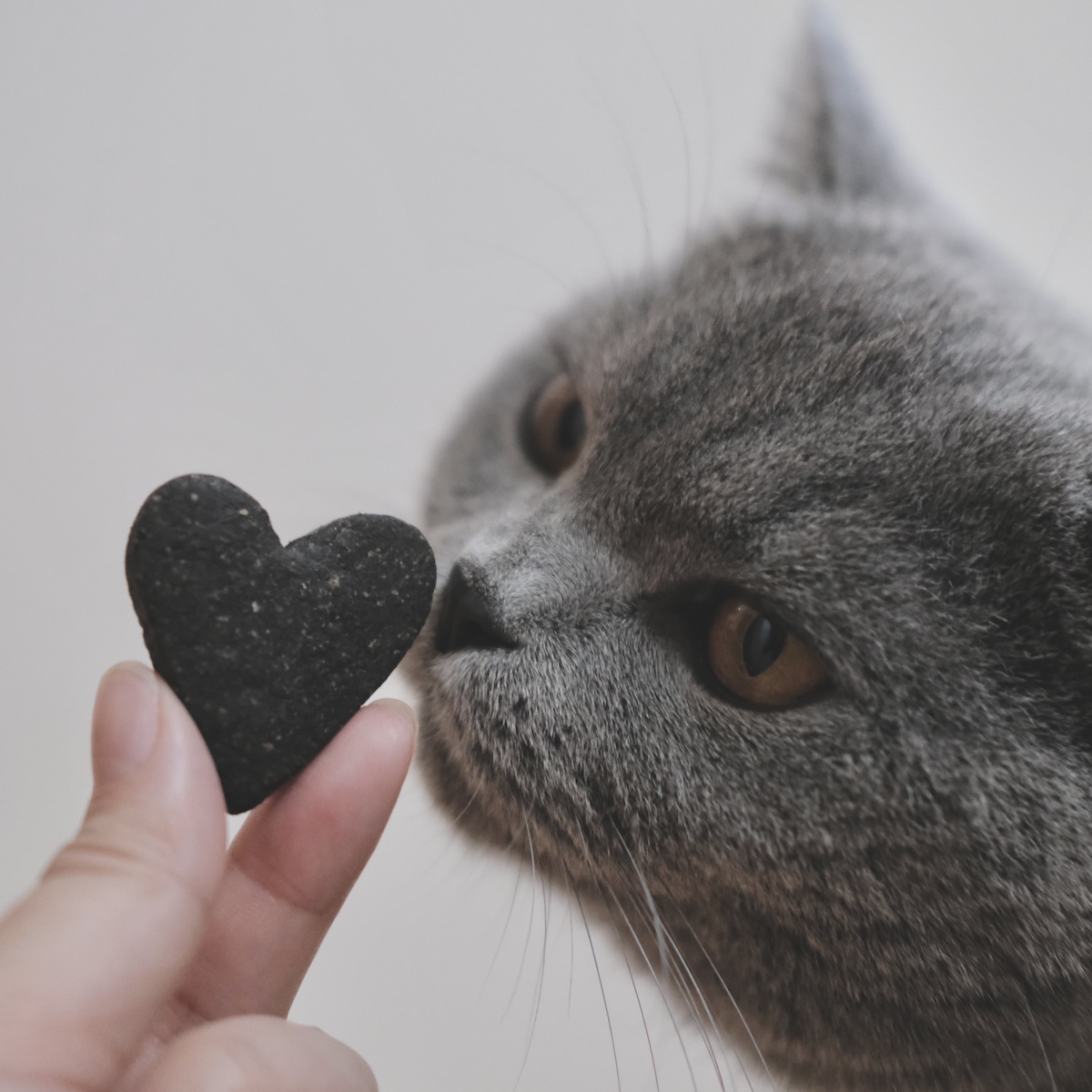 相思相愛なんです。【ごまちゃん、今日も自由気まま。vol.11】