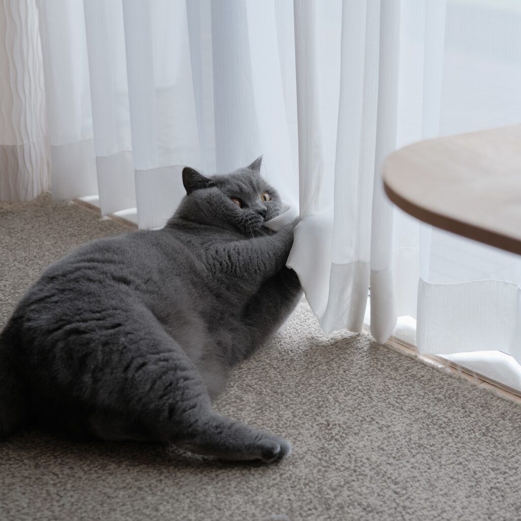 止めるなら、今のうちですよ！ブリティッシュショートヘア ごまちゃん | カーテンが風でゆらゆら。これは遊んでほしい合図に違いないと、ついつい、ガブリ。ぼくの本能が反応します。