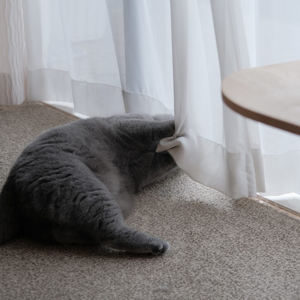 止めるなら、今のうちですよ！ブリティッシュショートヘア ごまちゃん | そのままカミカミ、ケリケリ。だんだん楽しくなってきて、気分は大盛り上がり。狩りモードに突入です。