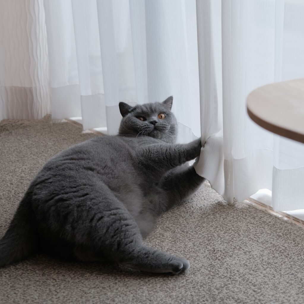 止めるなら、今のうちですよ！ブリティッシュショートヘア ごまちゃん | ……あれ、止めなくていいんですか？ にこにこ見ているので、ぼくもつい張り切ってしまいます。破れていないといいけれど。