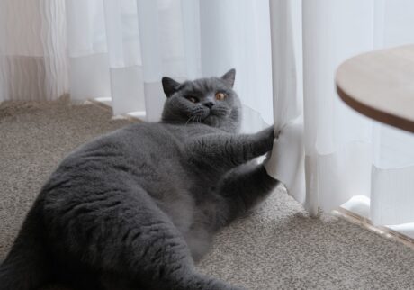 止めるなら、今のうちですよ！ブリティッシュショートヘア ごまちゃん | ……あれ、止めなくていいんですか？ にこにこ見ているので、ぼくもつい張り切ってしまいます。破れていないといいけれど。