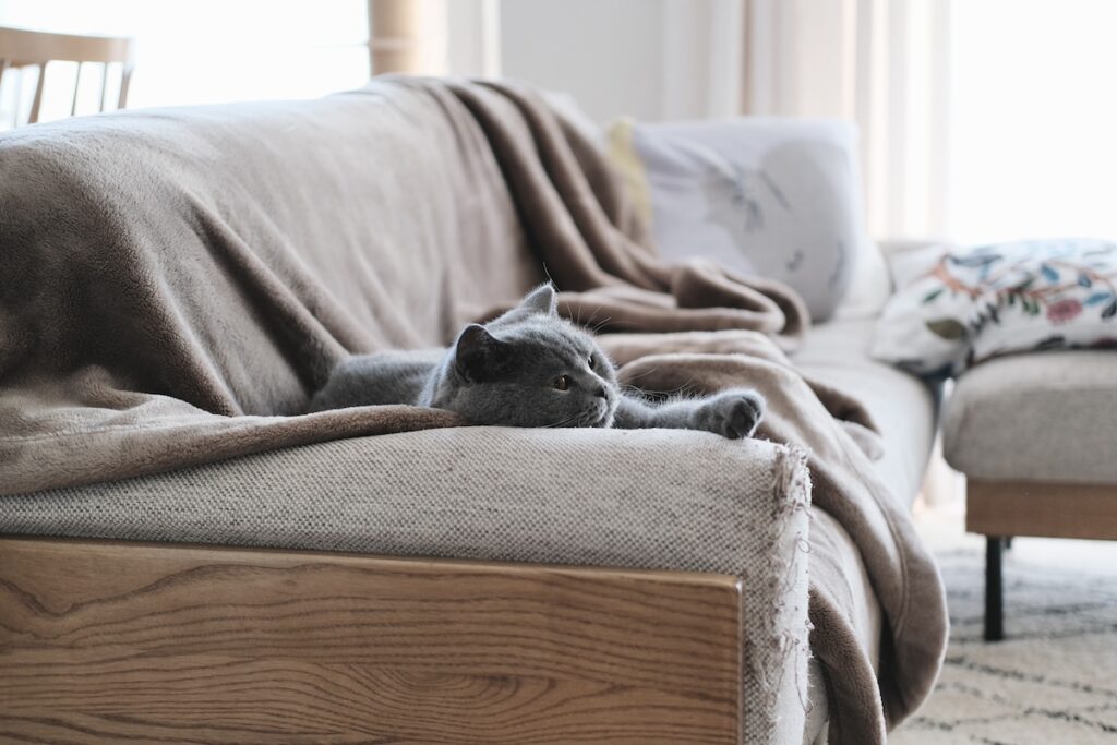 作品作りは続く……。ブリティッシュショートヘア ごまちゃん | ぼくの愛するボロボロソファ。布の生地に爪がひっかかる具合が最高で、寝そべると体にしっくりくるんです。