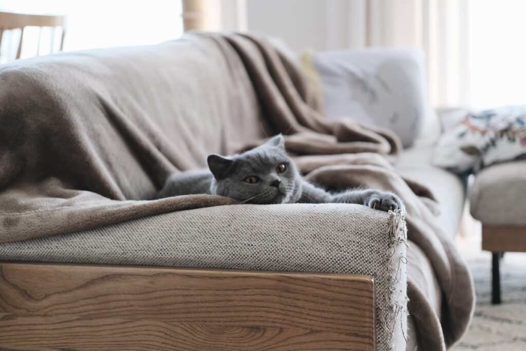 作品作りは続く……。ブリティッシュショートヘア ごまちゃん | このボロボロは誰の作品かというと、もちろんぼく。ぼくとしてはかなりの自信作。いい味が出ているでしょ。