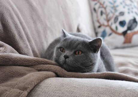 作品作りは続く……。ブリティッシュショートヘア ごまちゃん | 毛布があると、お腹があったかくてさらに幸せ。この毛布をふみふみするのも好きなんです。