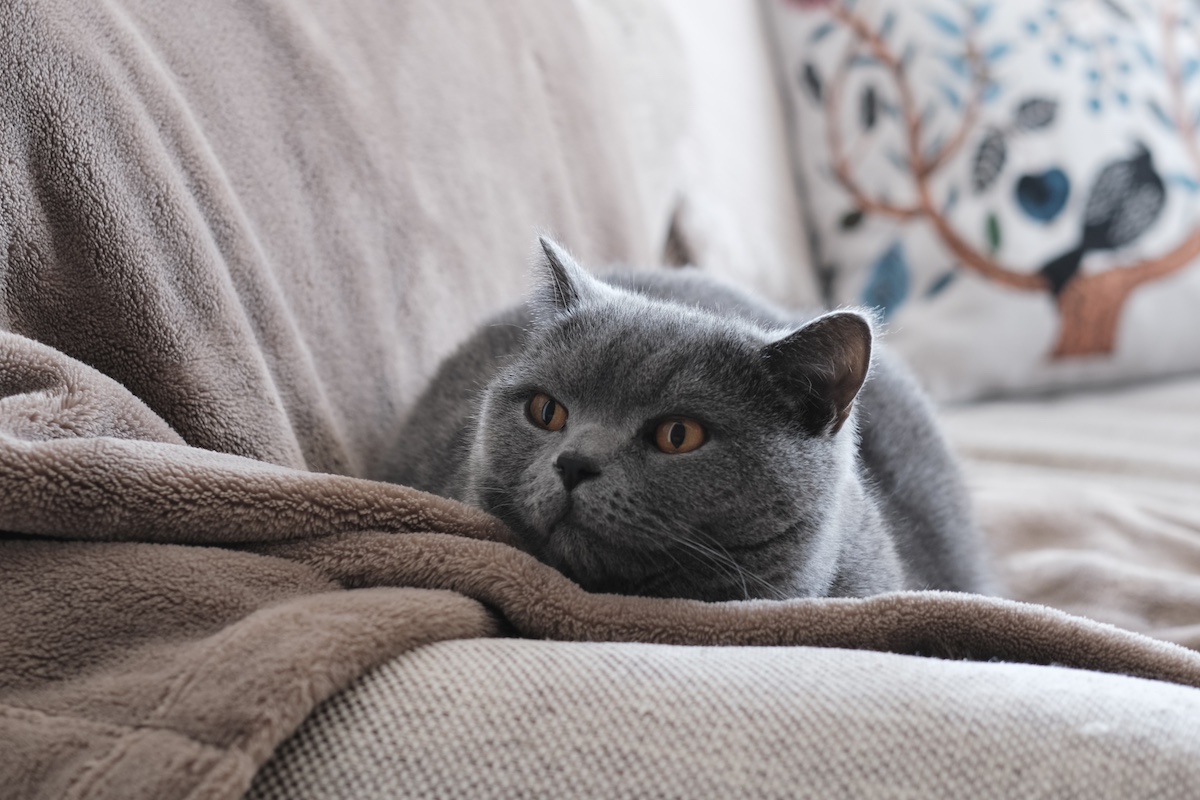 作品作りは続く……。【ごまちゃん、今日も自由気まま。vol.13】