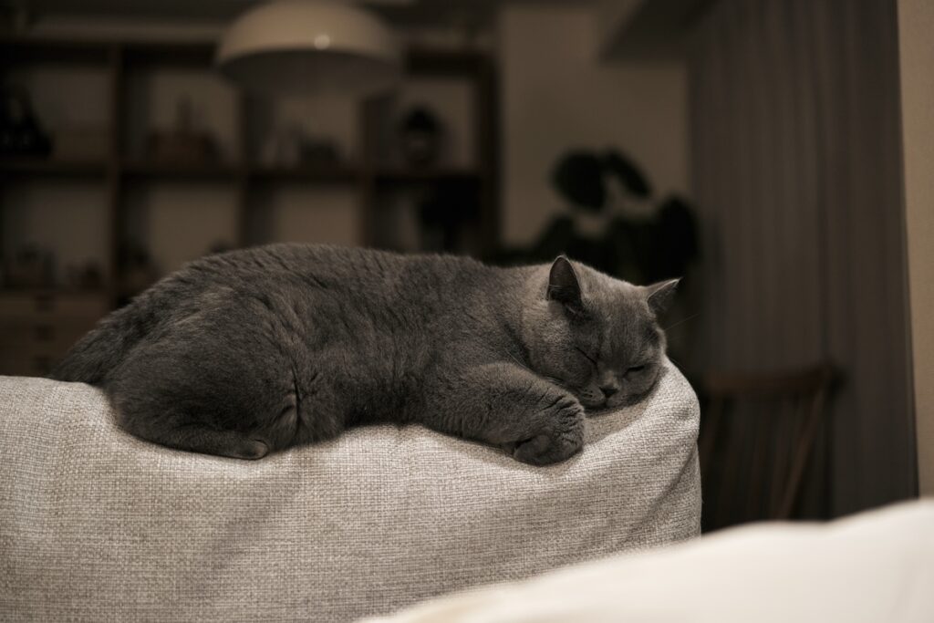 作品作りは続く……。ブリティッシュショートヘア ごまちゃん | カバーを変えて、ボロボロソファがピカピカソファになりました。新しくなっても、やっぱり、ぼくの愛するソファ。これからも、ほどよくヴィンテージ加工をしていこうと思っています。