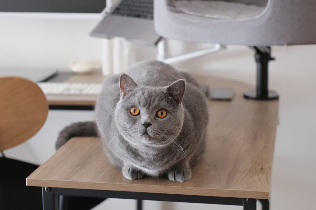 お仕事応援中……？ブリティッシュショートヘア ごまちゃん | そろそろお仕事の時間ですか。ぼくはここでスタンバイ完了。視線だけでもエールを送っておきますね。