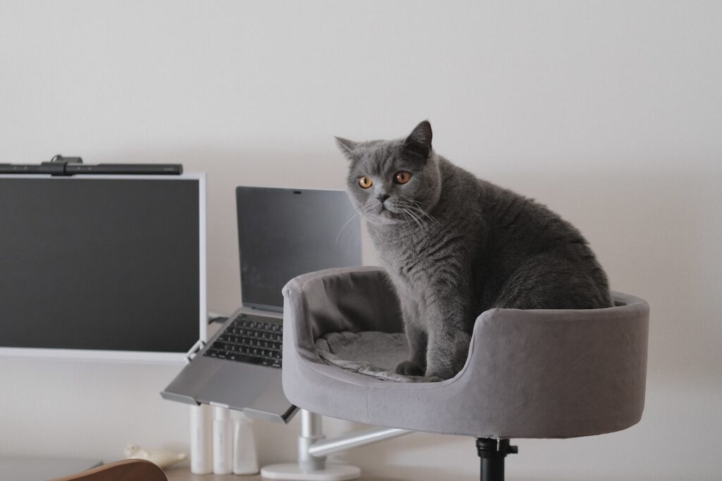 お仕事応援中……？ブリティッシュショートヘア ごまちゃん | さあ、PCを起動して、椅子に座ってくださいね。ぼくは近くで様子を見守る係です。ときどき目が合うと、ちょっと嬉しい。