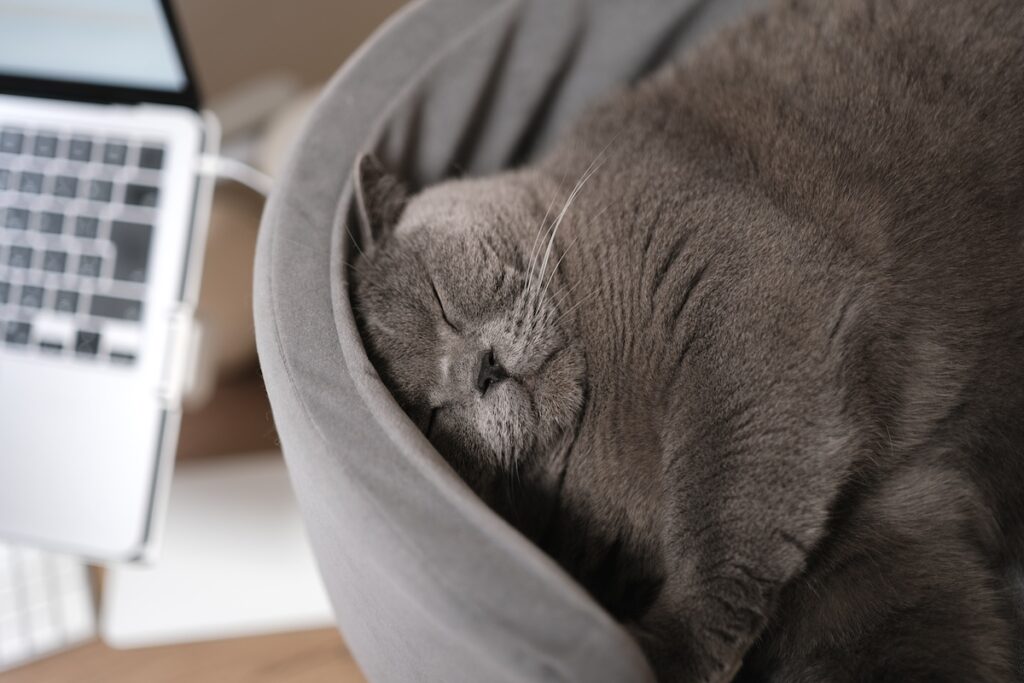 お仕事応援中……？ブリティッシュショートヘア ごまちゃん | しばらくしたら、やっぱり眠くなりました。隣でぐーぐーお昼寝です。でも、気持ちはちゃんと応援しています。