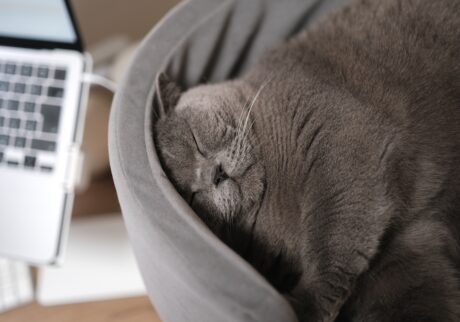 お仕事応援中……？ブリティッシュショートヘア ごまちゃん | しばらくしたら、やっぱり眠くなりました。隣でぐーぐーお昼寝です。でも、気持ちはちゃんと応援しています。