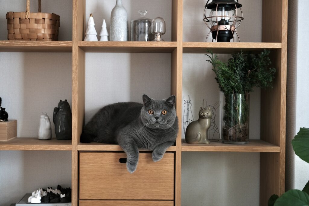 置き物じゃないですよ。ブリティッシュショートヘア ごまちゃん | リビングの棚は、ぼくの第二のキャットタワー。何も置かれていないところは、ぼくのためのスペースです。ここからは部屋じゅうがよく見えて、パトロールにちょうどいいんです。