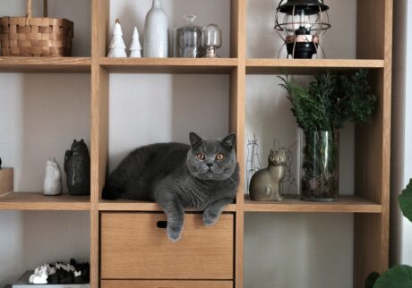 置き物じゃないですよ。ブリティッシュショートヘア ごまちゃん | リビングの棚は、ぼくの第二のキャットタワー。何も置かれていないところは、ぼくのためのスペースです。ここからは部屋じゅうがよく見えて、パトロールにちょうどいいんです。
