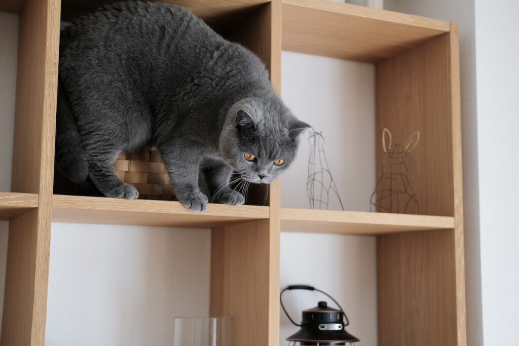 置き物じゃないですよ。ブリティッシュショートヘア ごまちゃん | こんな高いところにもひょいっと登れます。降りるときは少しドキドキするけれど、手伝ってもらわなくても、自分で着地できますよ。見た目より、ずっと身軽なぼくなんです。