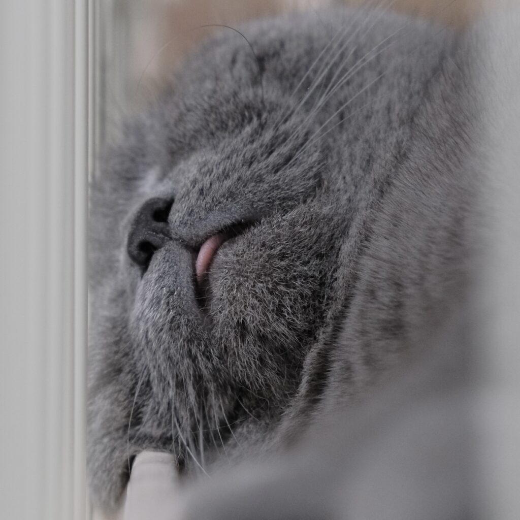 ヒゲぴょんは、気持ちいい合図。ブリティッシュショートヘア ごまちゃん | ぐっすりお昼寝。すーすー、ぴーぴー。いびきをかいています。自分では聞こえないけれど、どうやらぼくのいびきは癒やし系らしいです。眠っているだけで褒められるなんて、ちょっと得した気分です。