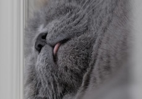 ヒゲぴょんは、気持ちいい合図。ブリティッシュショートヘア ごまちゃん | ぐっすりお昼寝。すーすー、ぴーぴー。いびきをかいています。自分では聞こえないけれど、どうやらぼくのいびきは癒やし系らしいです。眠っているだけで褒められるなんて、ちょっと得した気分です。