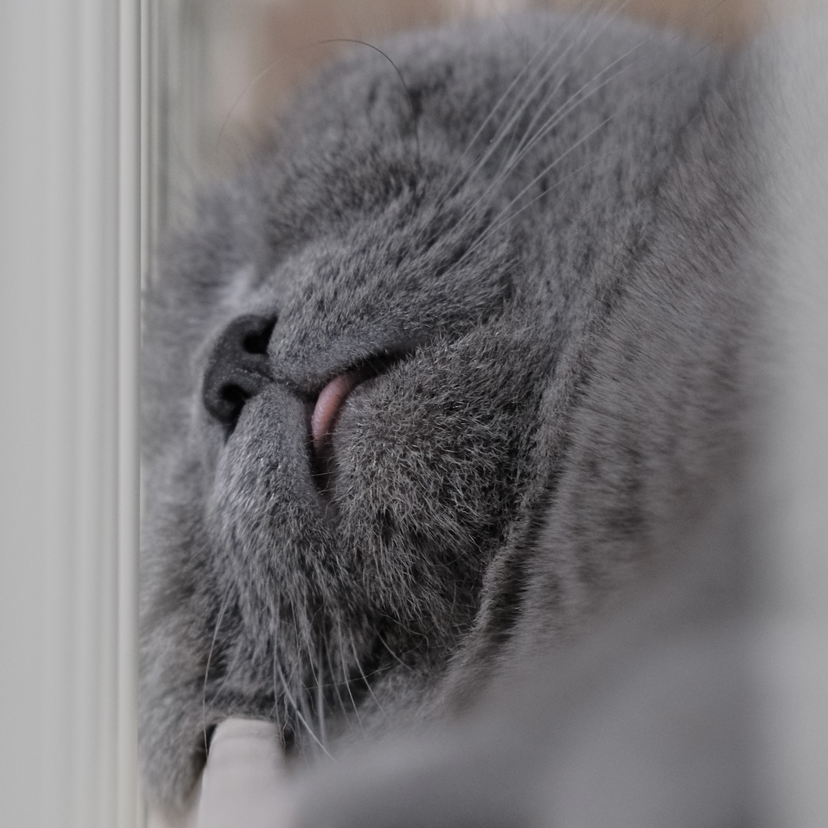 ヒゲぴょんは、気持ちいい合図。【ごまちゃん、今日も自由気まま。vol.17】