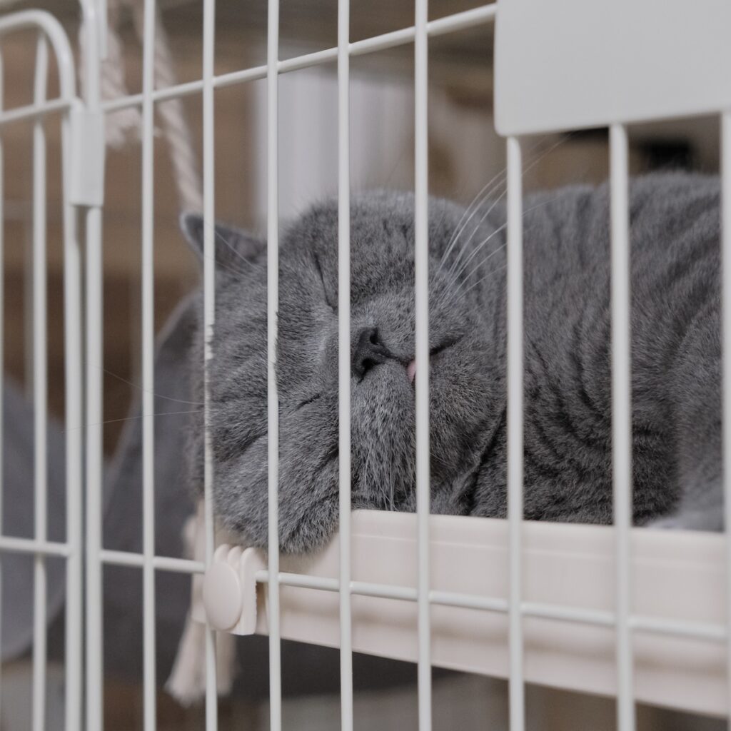 ヒゲぴょんは、気持ちいい合図。ブリティッシュショートヘア ごまちゃん | 子ねこの頃から使っているケージは、今でも安心できる場所。ドアを外してあるから、気が向いたときに入って、好きなだけおこもり。誰にも邪魔されない、ぼくだけの空間です。