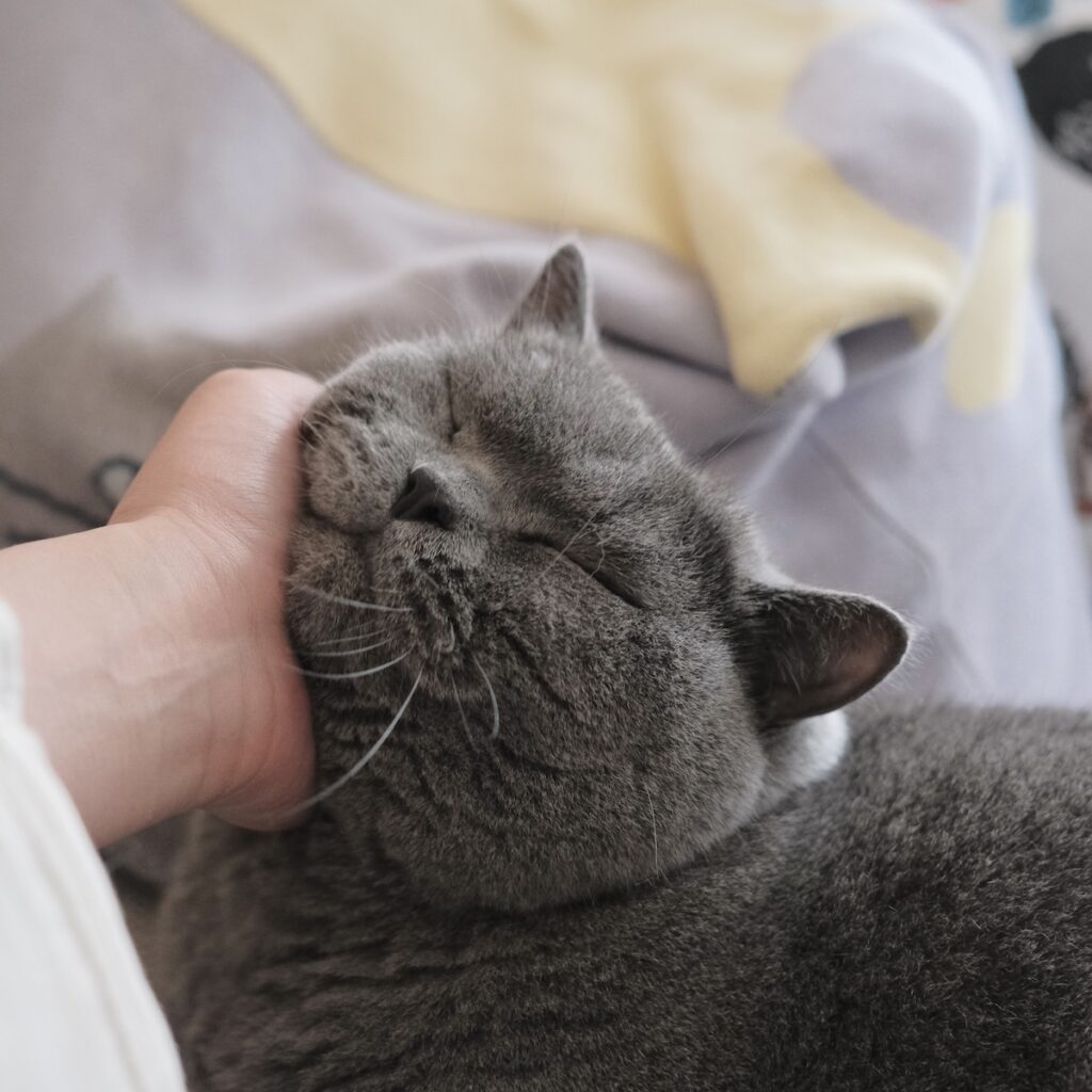 ヒゲぴょんは、気持ちいい合図。ブリティッシュショートヘア ごまちゃん | ひとり時間を満喫した後は、なでなでもお願いします。気持ちがいいときは、ヒゲもぴょんっと跳ねています。