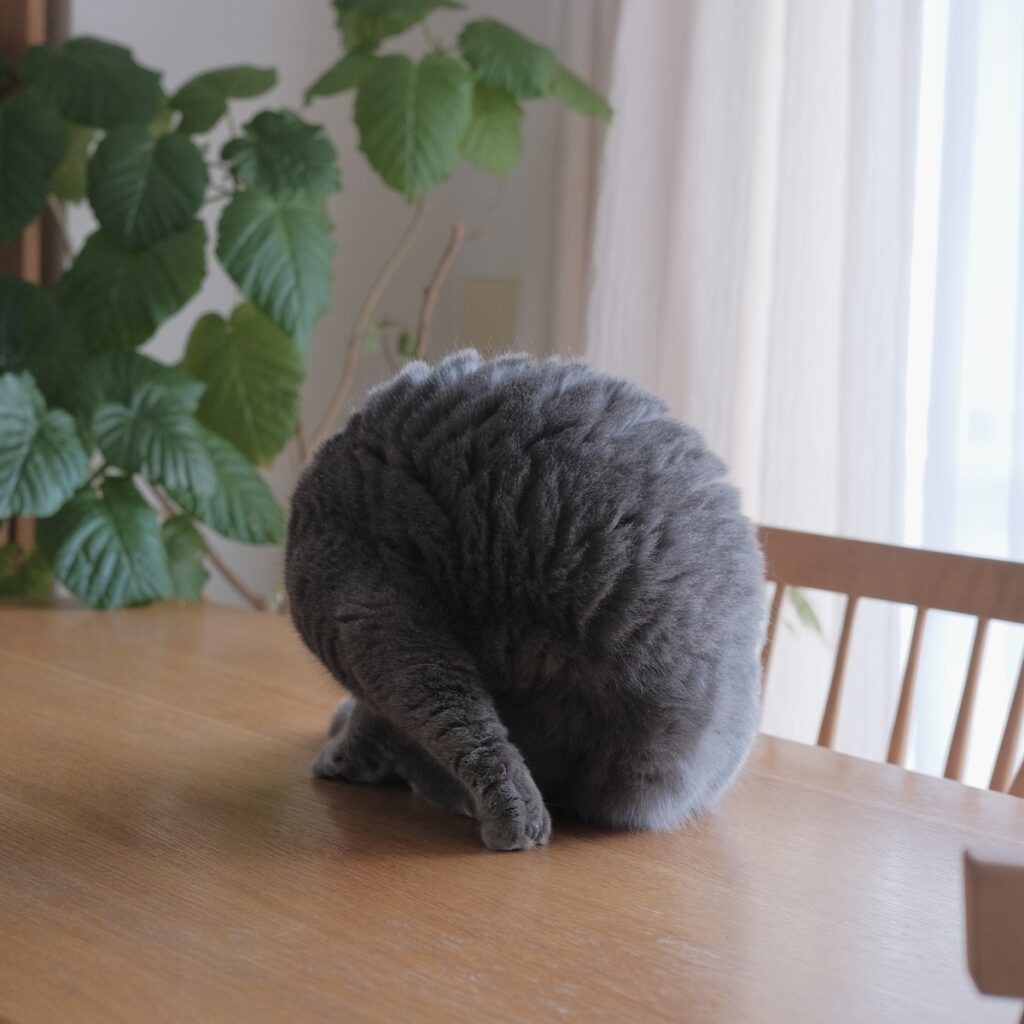 どうも、まんまるおにぎりです。ブリティッシュショートヘア ごまちゃん | この丸いのは、誰でしょう。もちろんぼく、ごまちゃんです。まんまるおにぎりにもなれるんです。 どうも、まんまるおにぎりです。ブリティッシュショートヘア ごまちゃん | この丸いのは、誰でしょう。もちろんぼく、ごまちゃんです。まんまるおにぎりにもなれるんです。